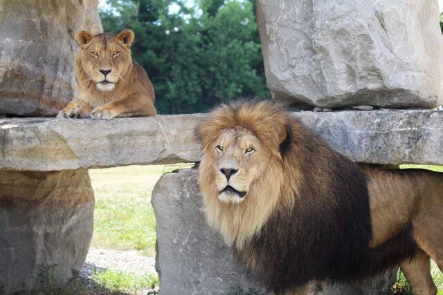 🐾 Go Wild with Our African Lion Safari Package! 🐘🦁
Ready for an unforgettable adventure? Stay with us and experience Ontario’s largest drive-through wildlife park—home to over 1,000 rare and exotic birds and mammals roaming freely!  ✨ Your package includes:
🏨 Discounted overnight stay
🎟️ Tickets to African Lion Safari (1 adult + 1 child or 2 adults + 2 children)
🍳 Hot breakfast buffet for 1 adult + 1 child
📅 Available from April 27 to October 12, 2025
🎫 Extra tickets available at the Front Desk
📞 Need more than one night? Call us at 519-622-1505 or email frontdesk1@cambridgehotel.ca
Let the safari begin! 🌍🐒🦓  #CambridgeHotel #AfricanLionSafari #FamilyGetaway #WildAdventure #OntarioRoadTrip #SafariEscape #cambridgeontario #african #africanlionsafari
